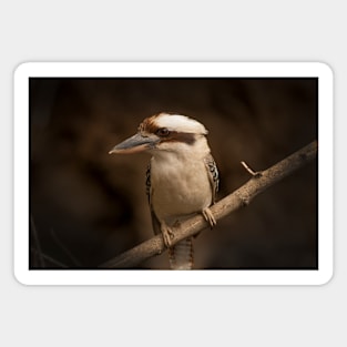 Laughing Kookaburra_3208A Magnet